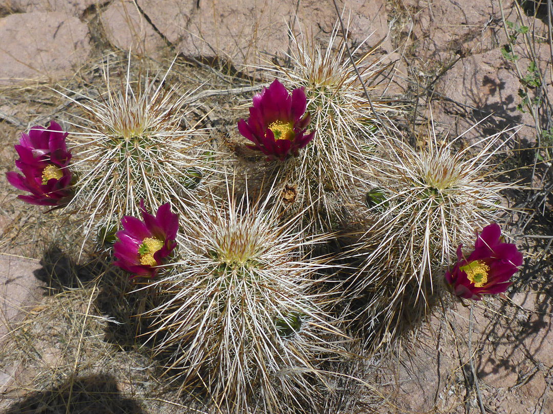 Flowering stems