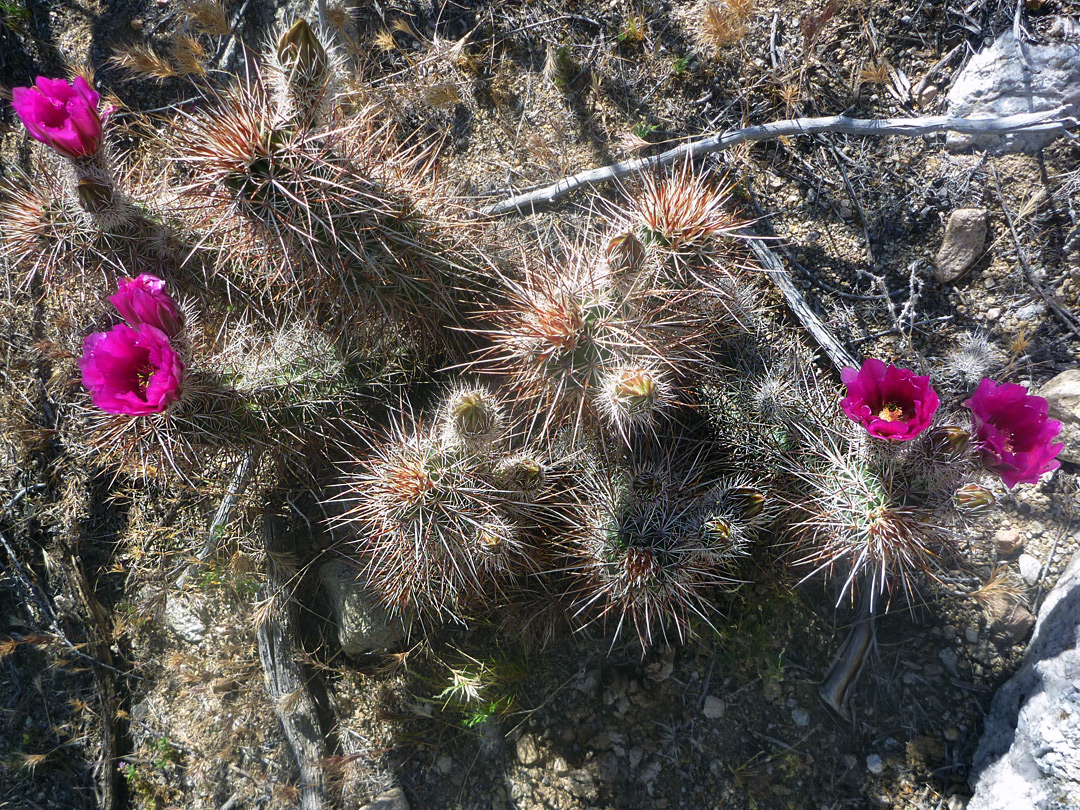 Flowers and buds