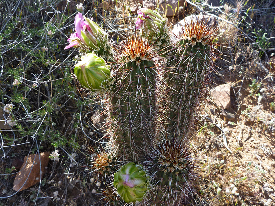 Greenish buds