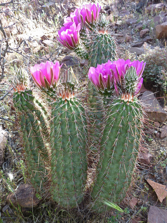 Short-spined variety