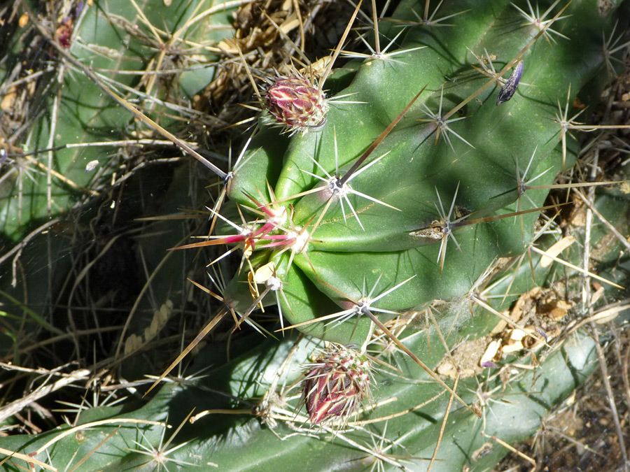 Var brevispinus - buds