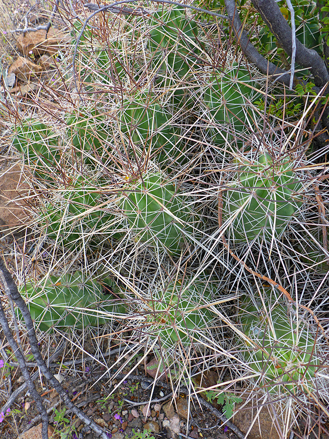 Spiny cluster