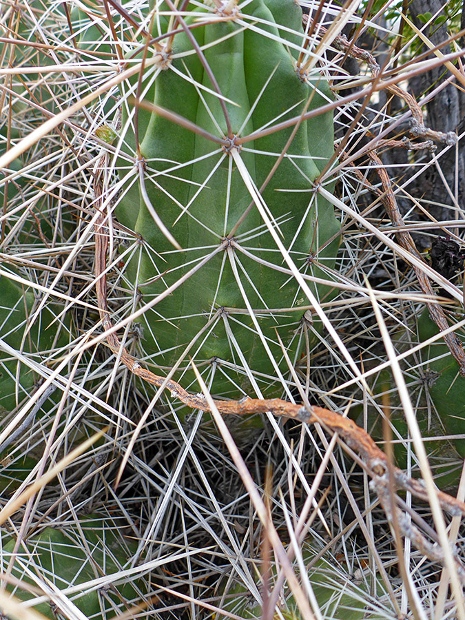 White spines