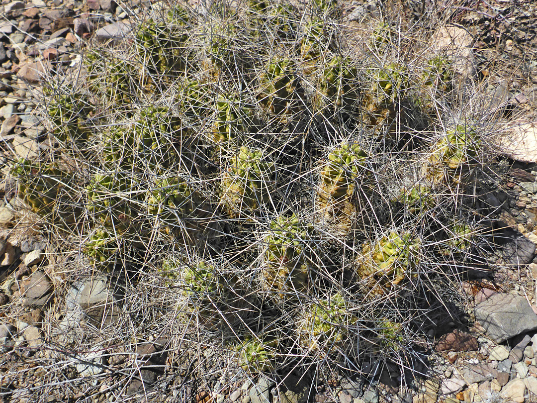 Cluster of stems