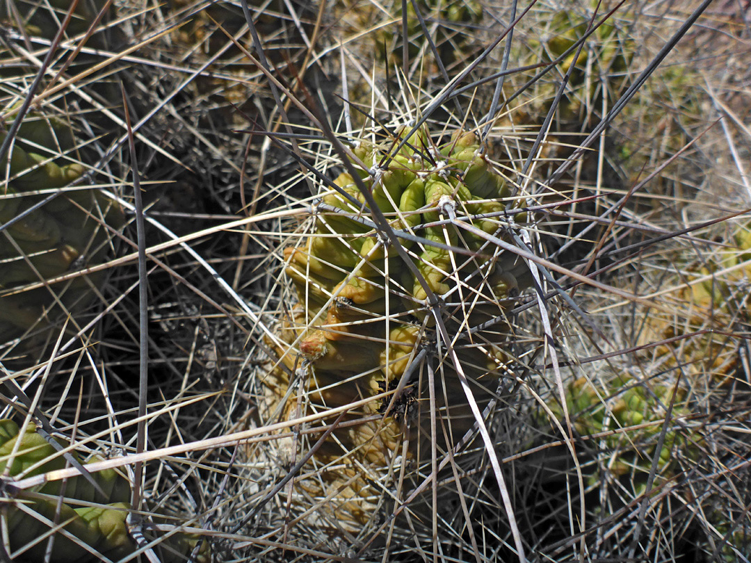 Long spines