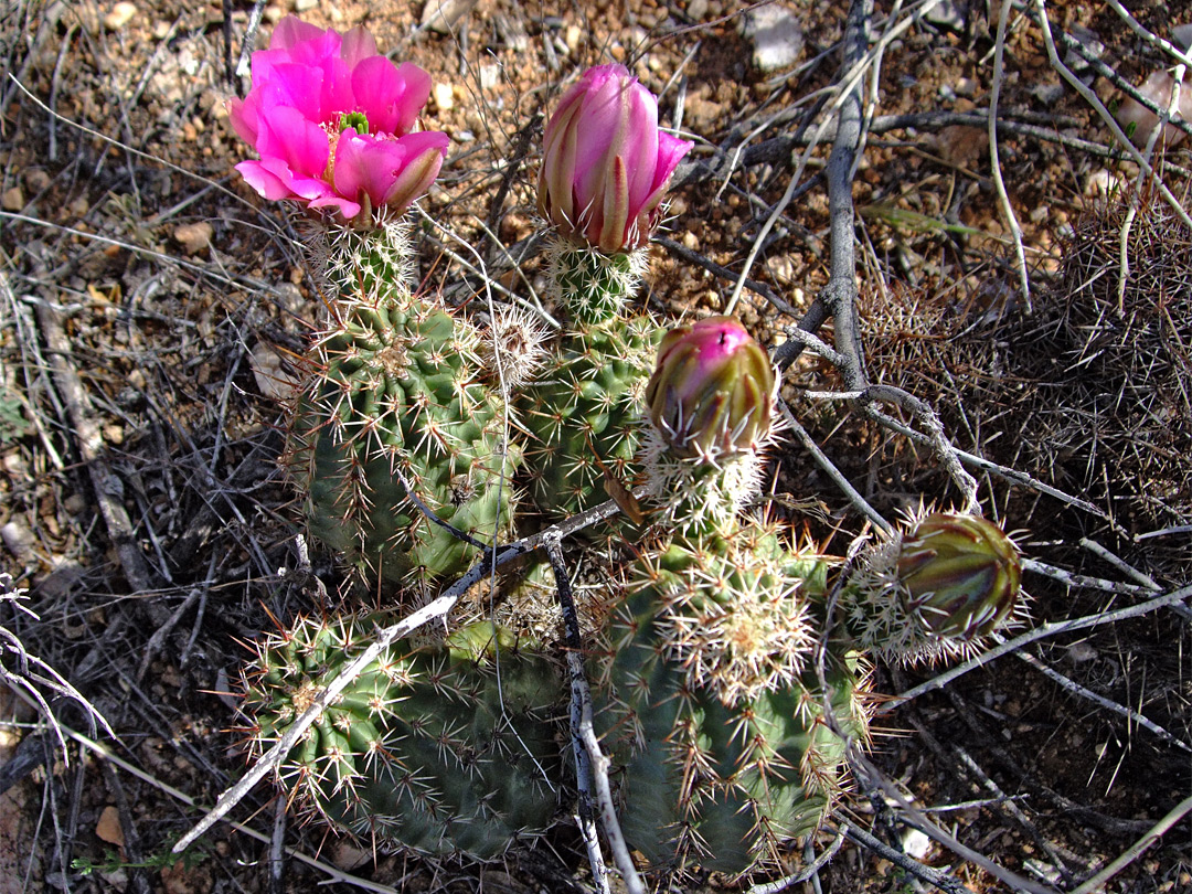 Buds and flowers