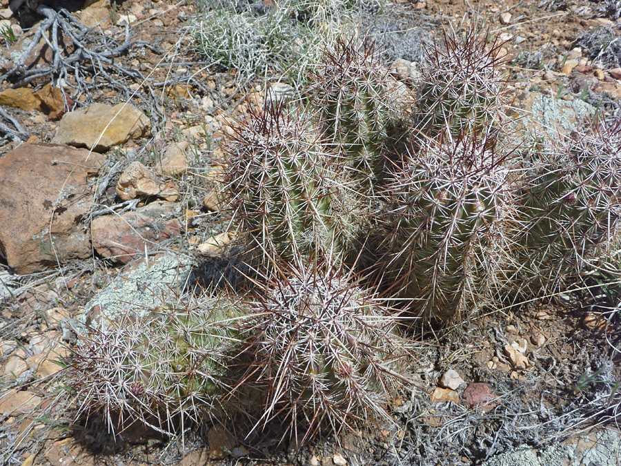 Seven stem cluster