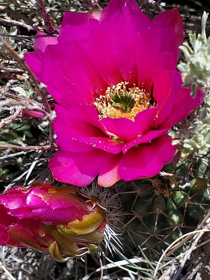 Richly-colored flower