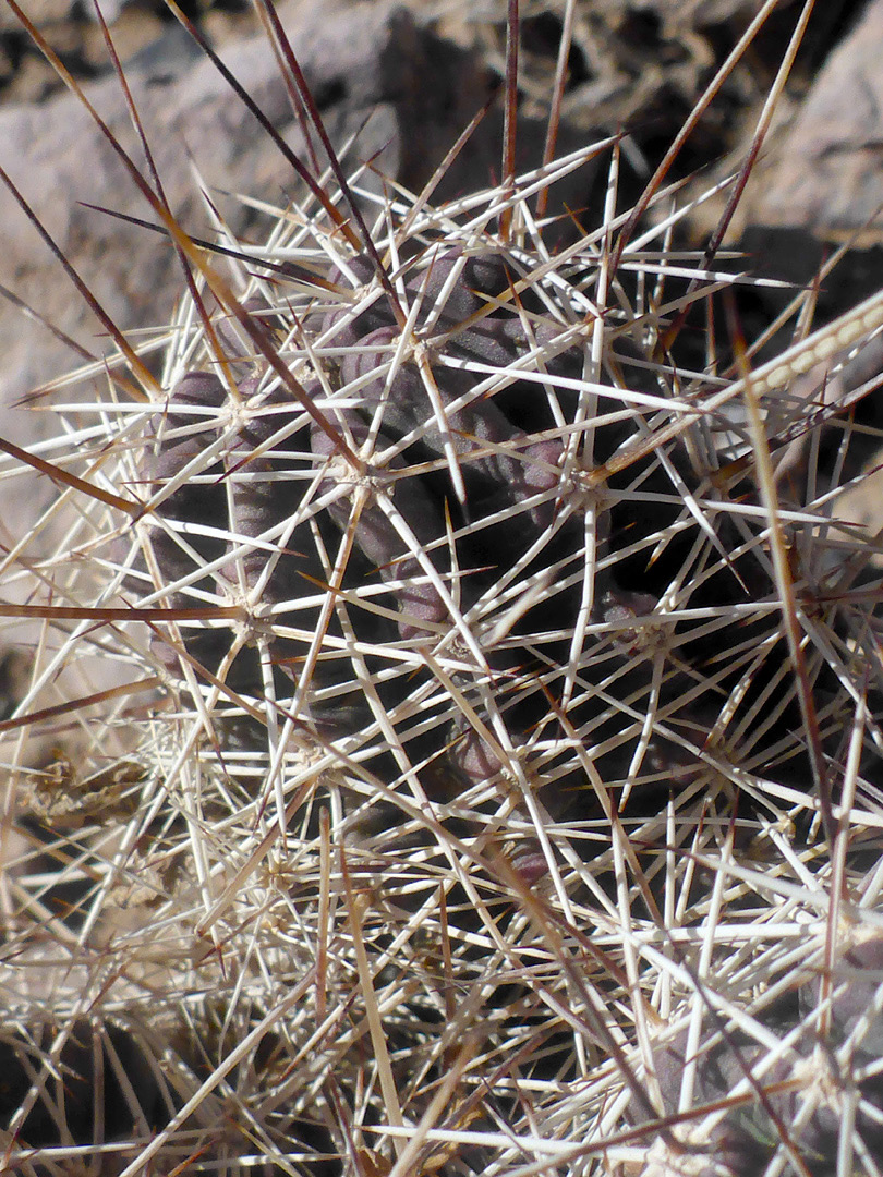 Brown and white spines