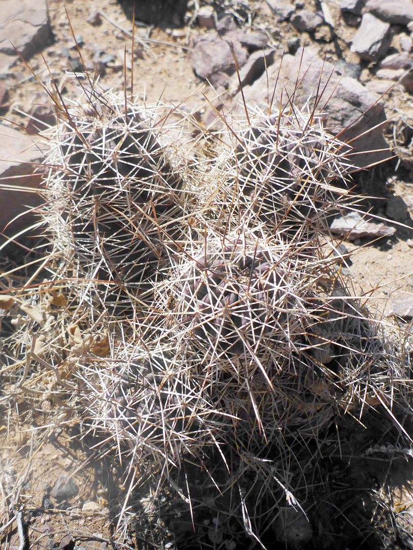 Group of stems