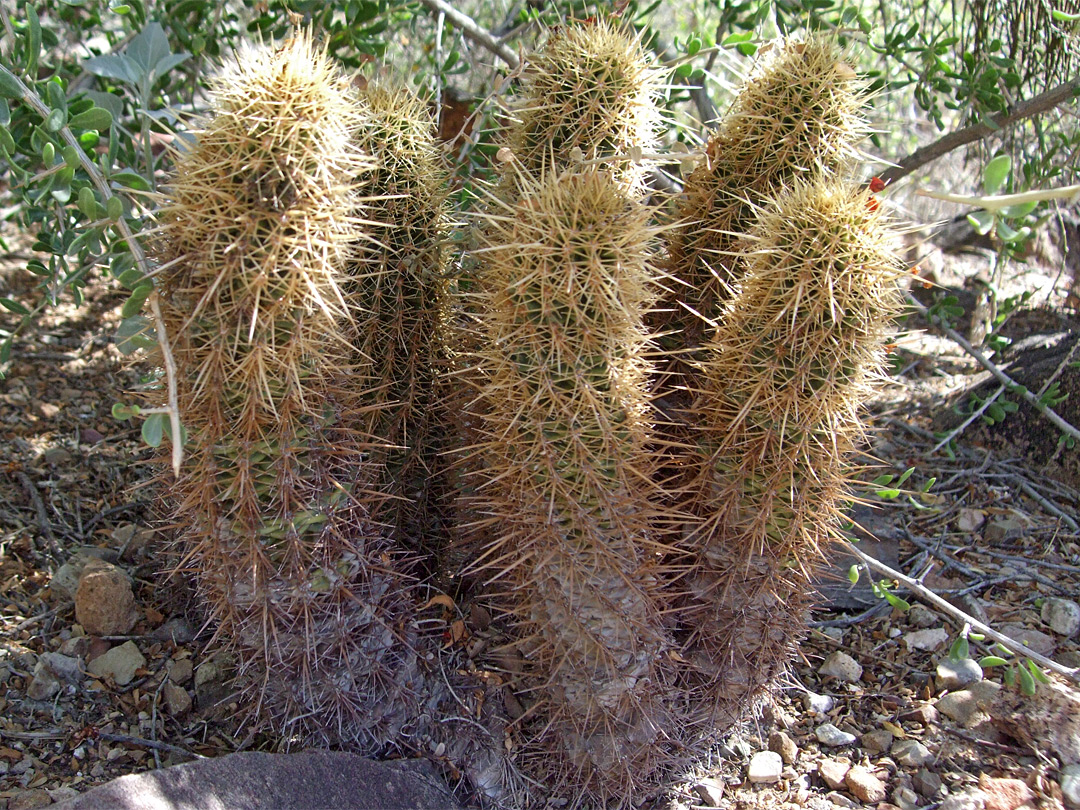 Echinocereus ledingii