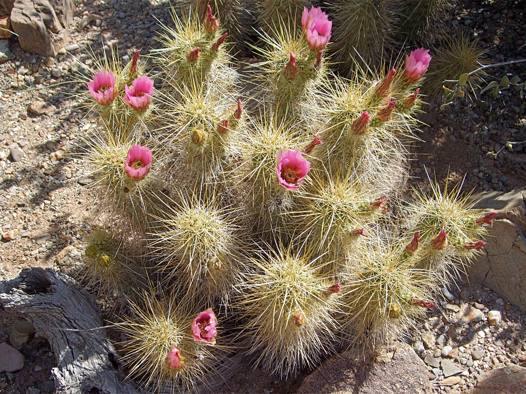 Flowering cluster