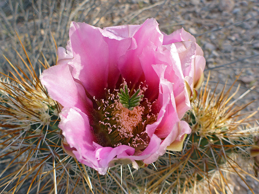 Large flower