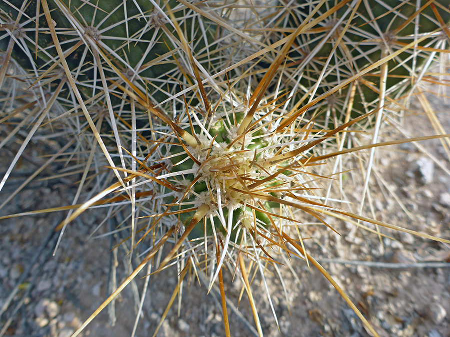 Yellowish spines