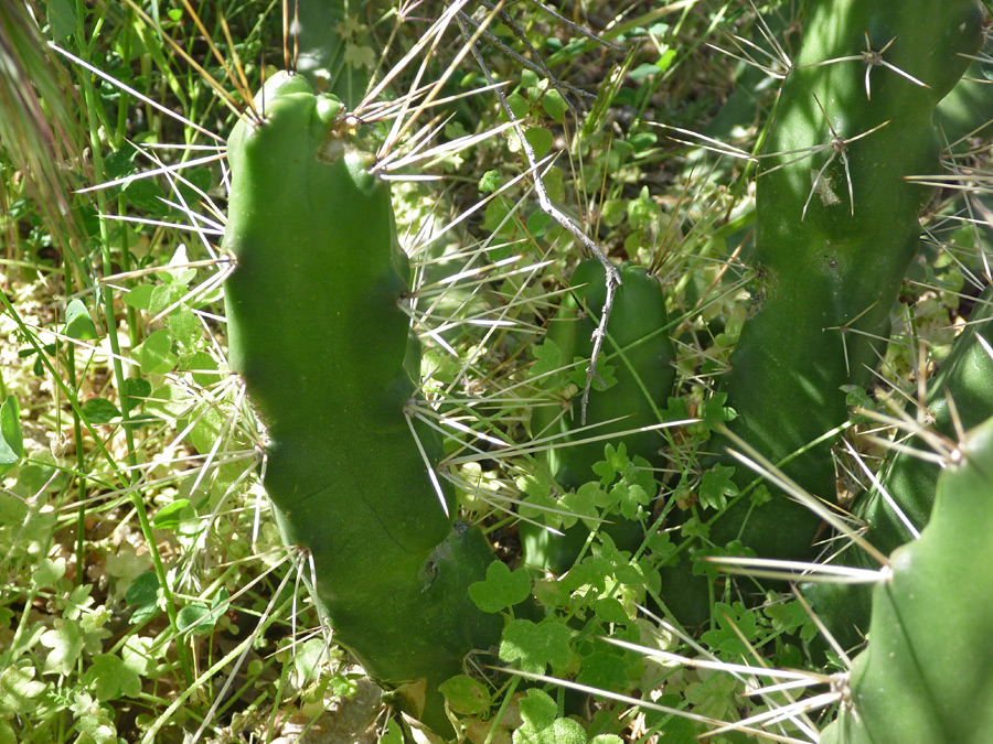 Green stems