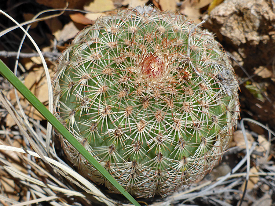 Spherical specimen