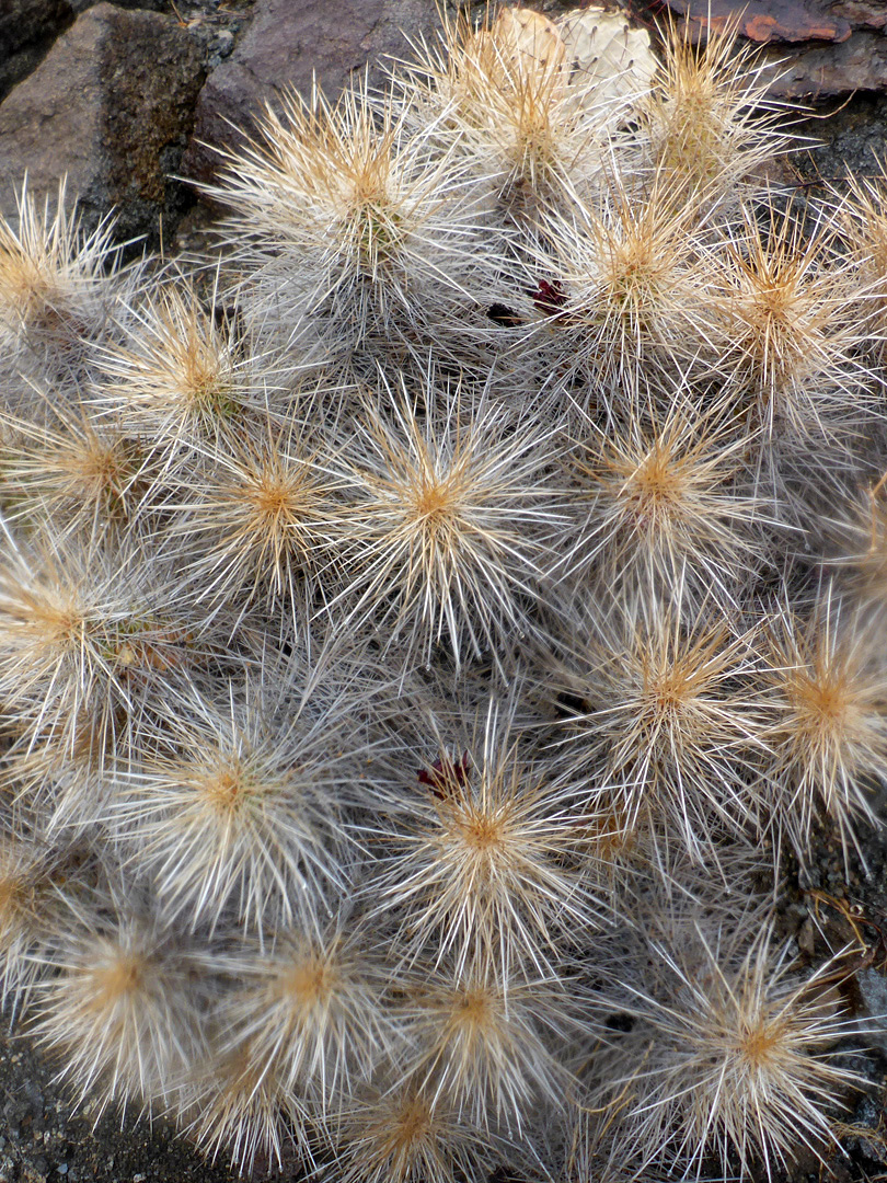 Whitish spines