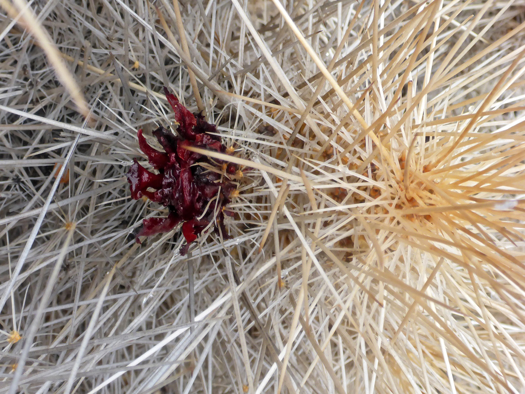 Spines and fruit