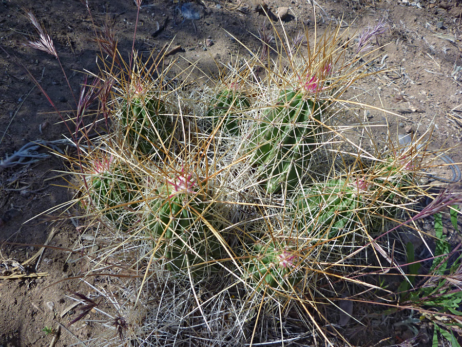 Dense spines