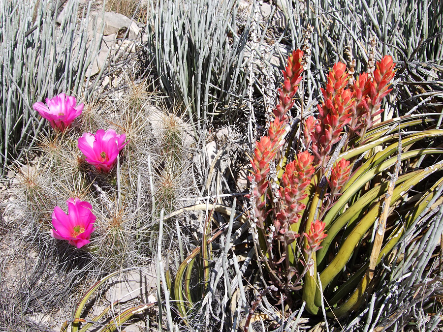 Lechuguilla and cactus