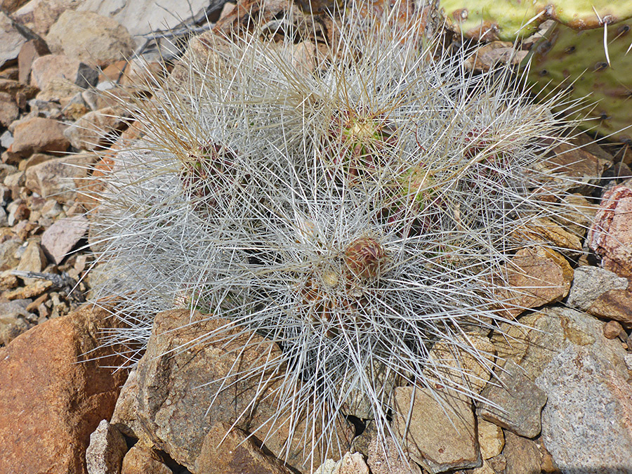 Many white spines