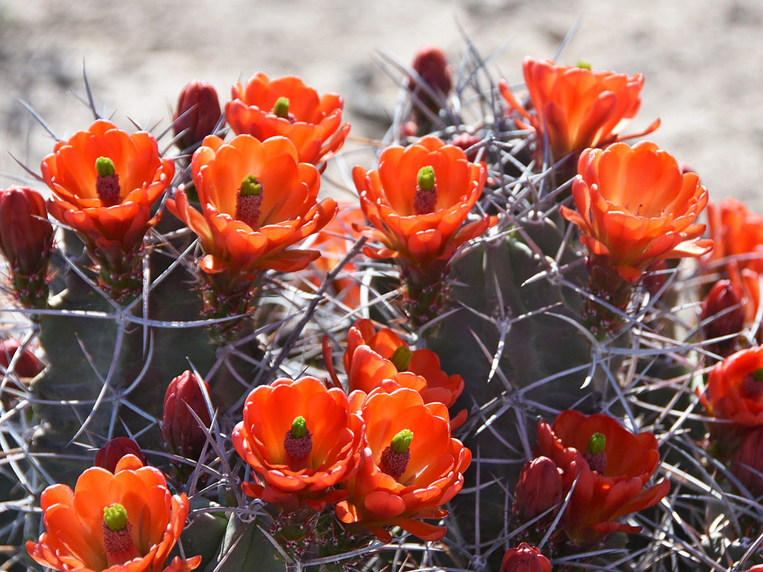 Red-orange flowers