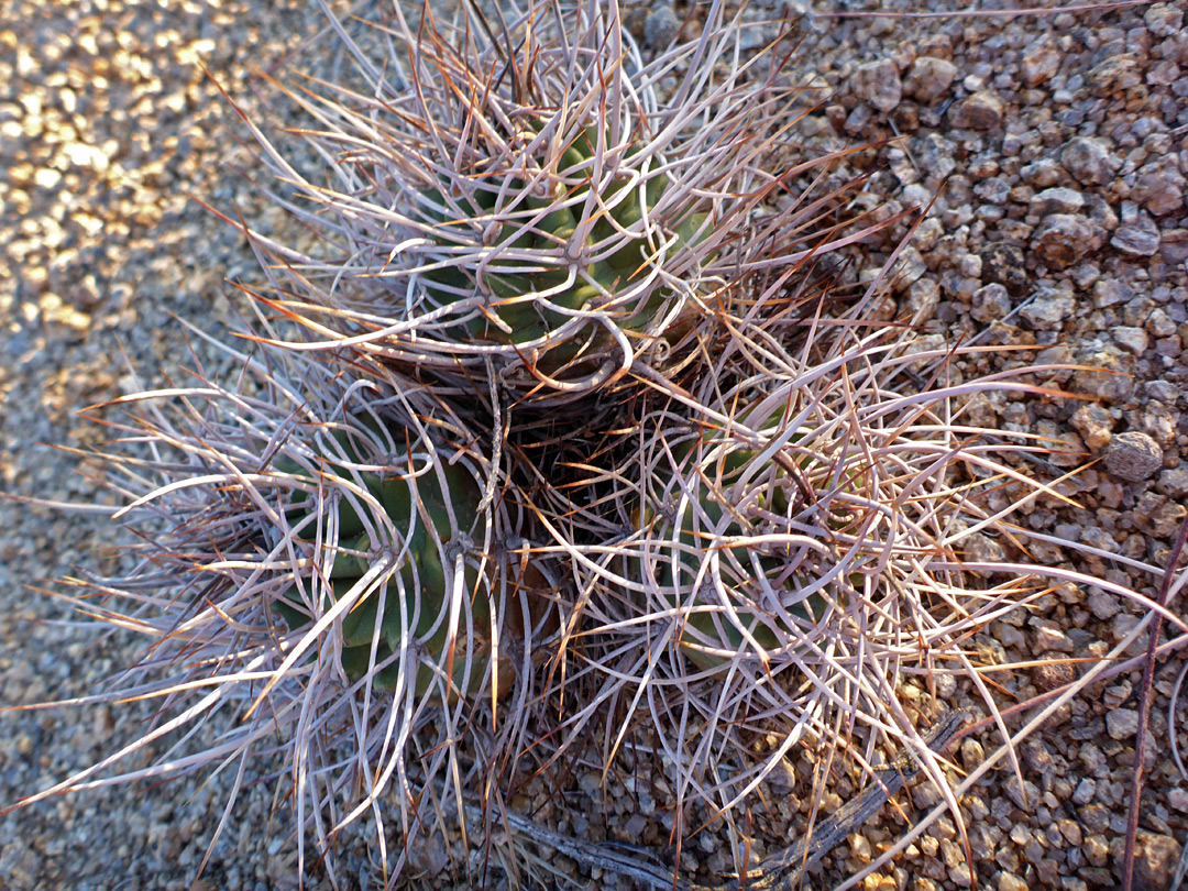 Long, twisted spines