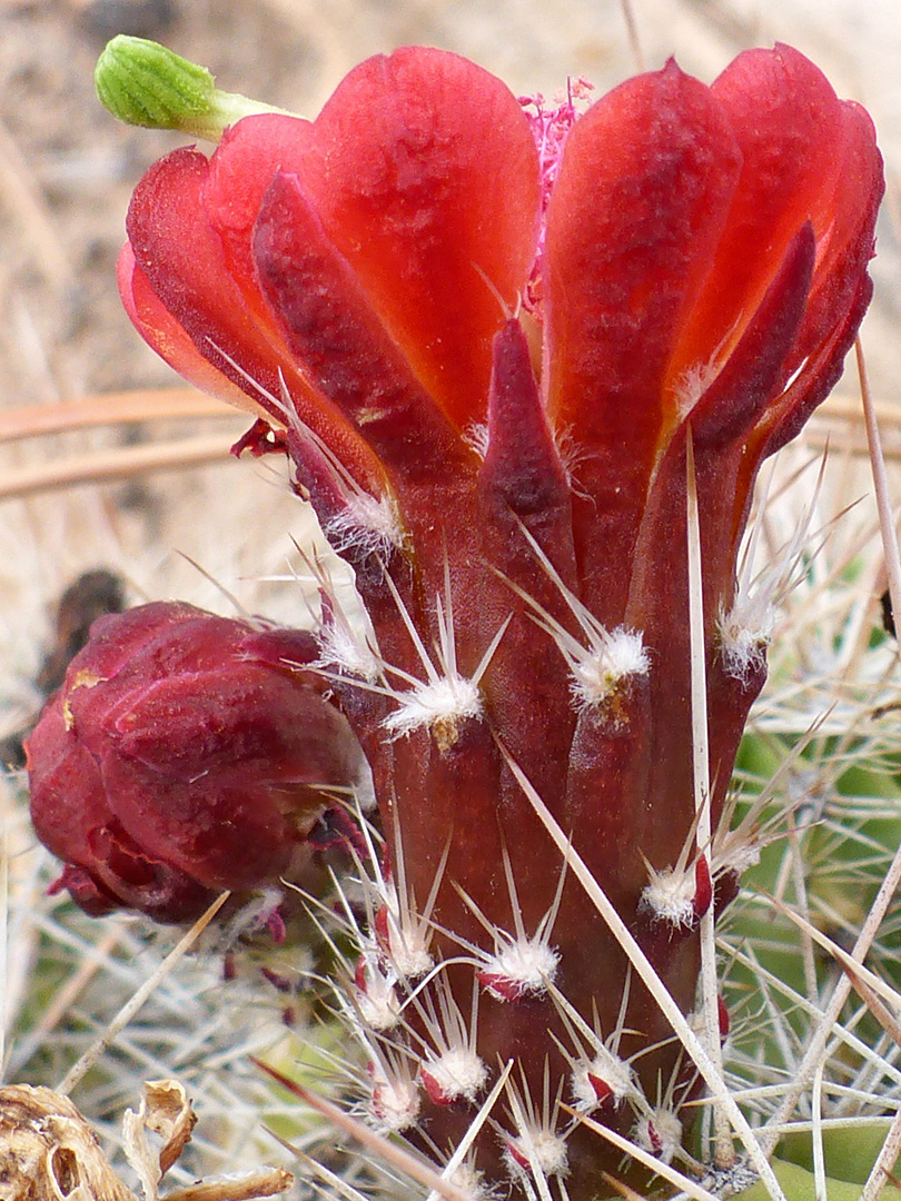 Spiny flower