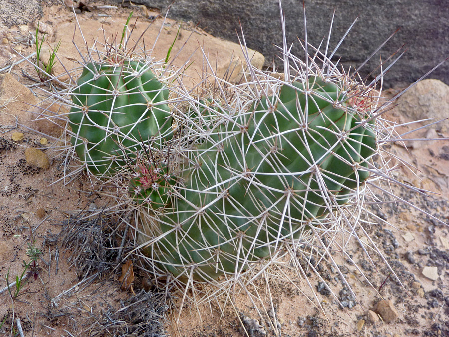 Large stems