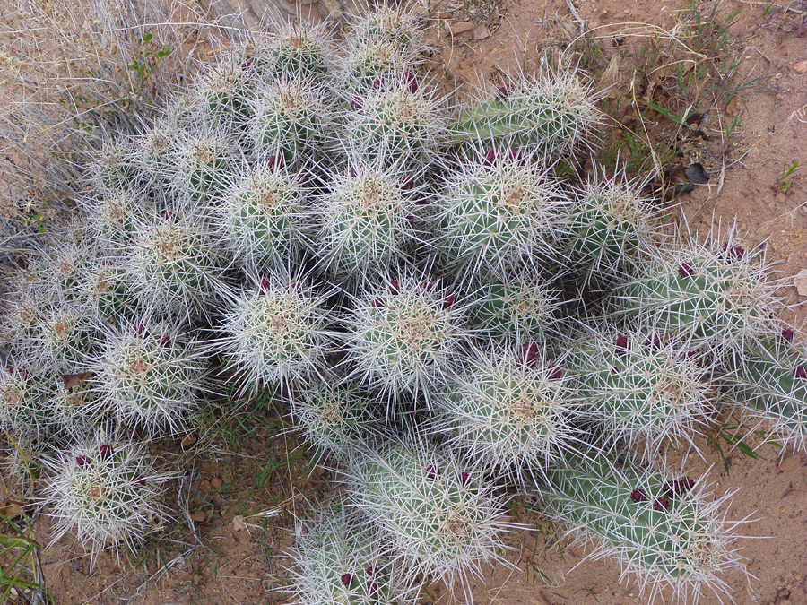 Spiny cluster