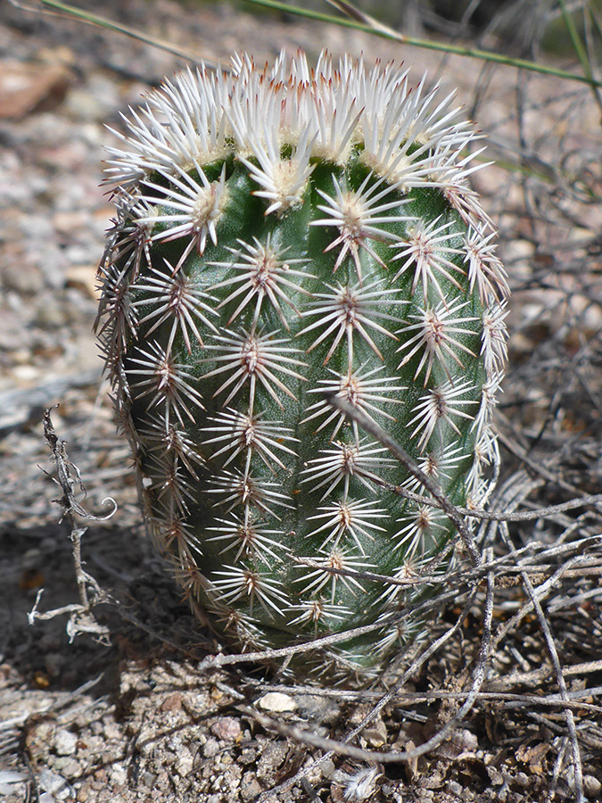 White spines