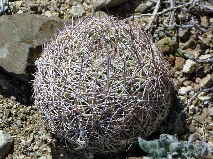 Young cactus