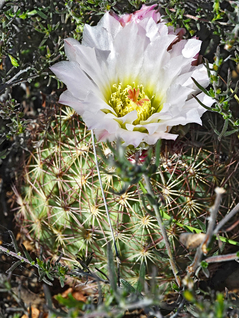 Pale pink flower