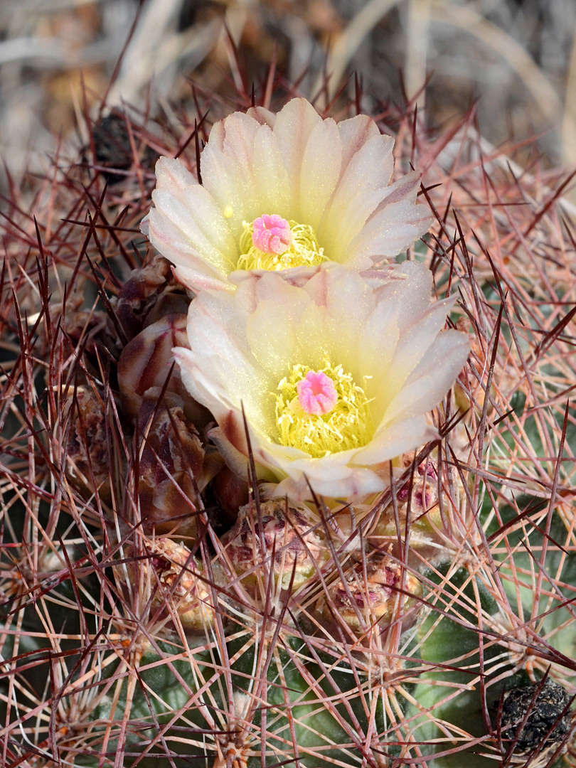 Two flowers