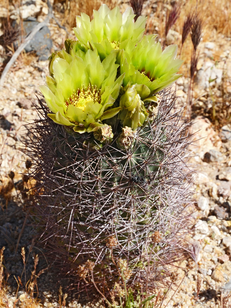 Greenish-yellow flowers