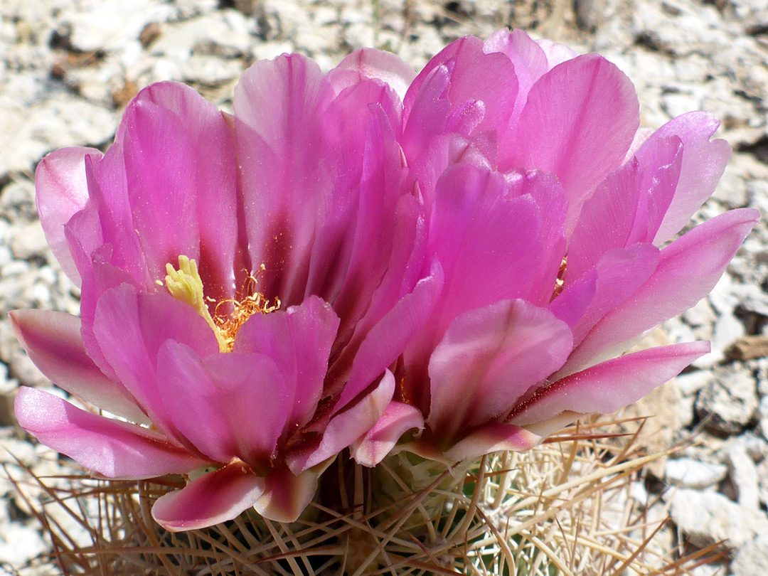 Pink petals