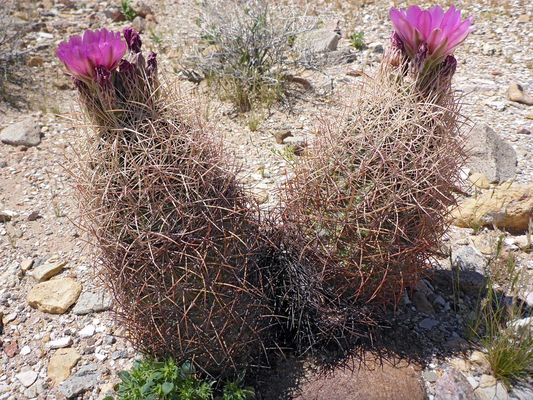 Two stems