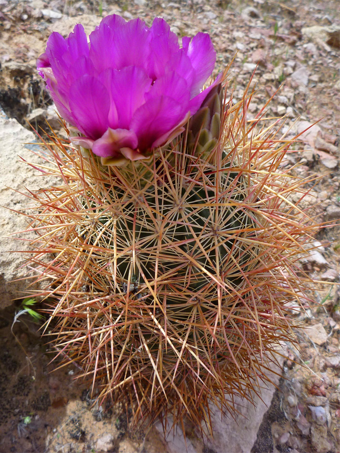 Orange spines