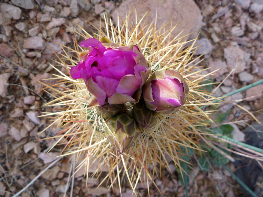 Opening flowers