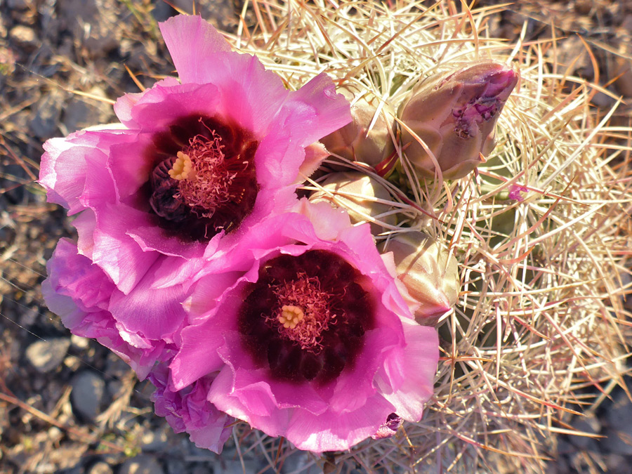 Buds and flowers