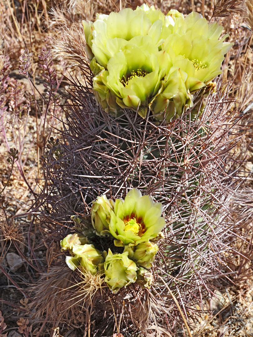 Two flowering stems