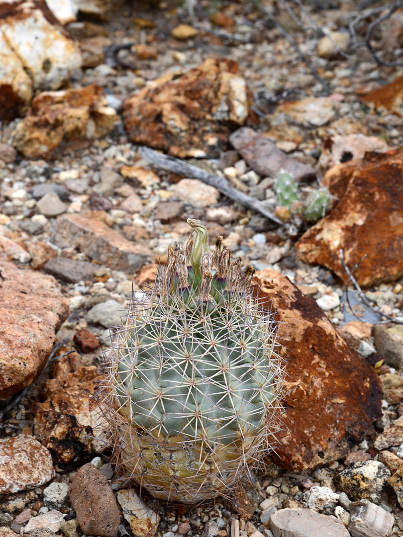 Egg-shaped stem