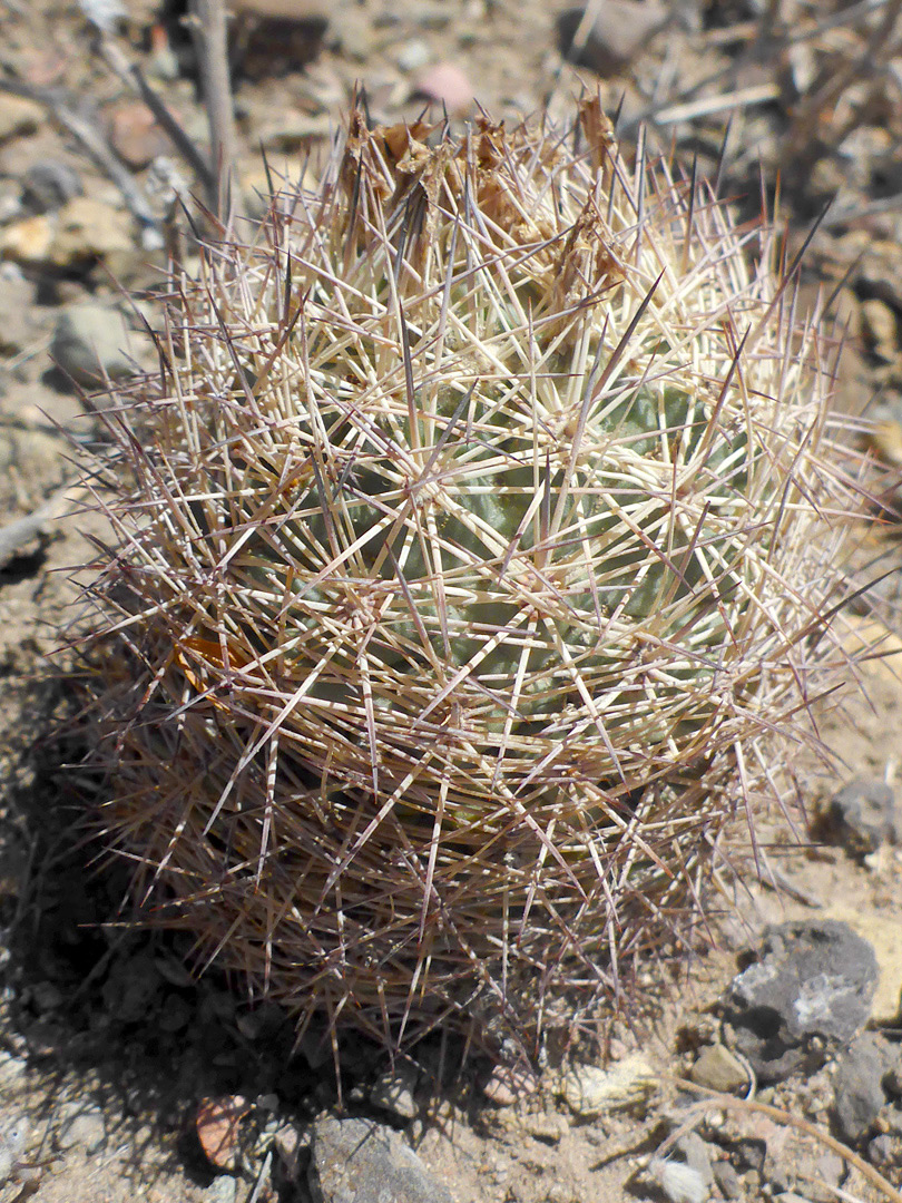 Greenish-grey stem