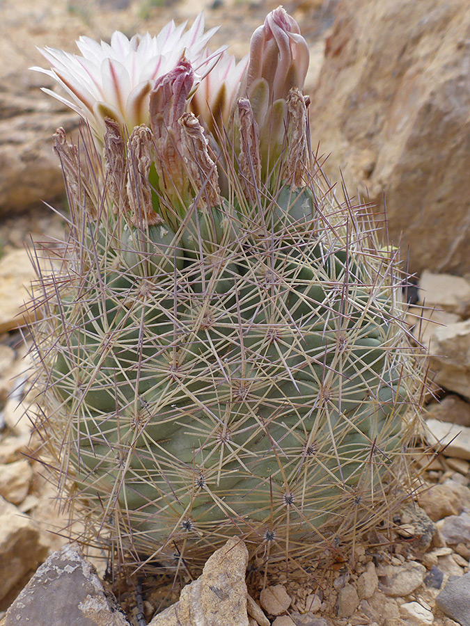 Flowers and spines