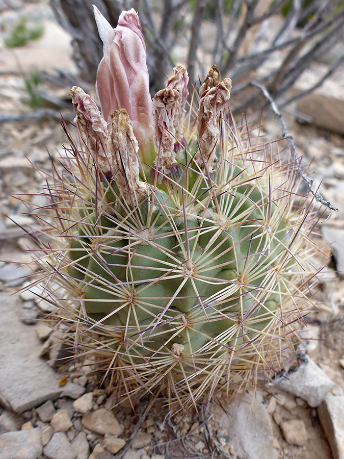 Withered flowers