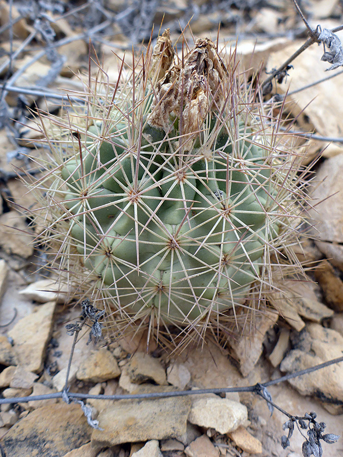 Thick spines