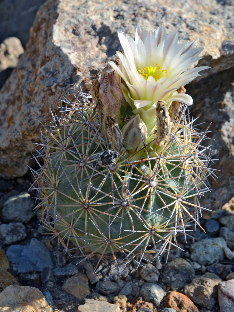 Pale-colored flower