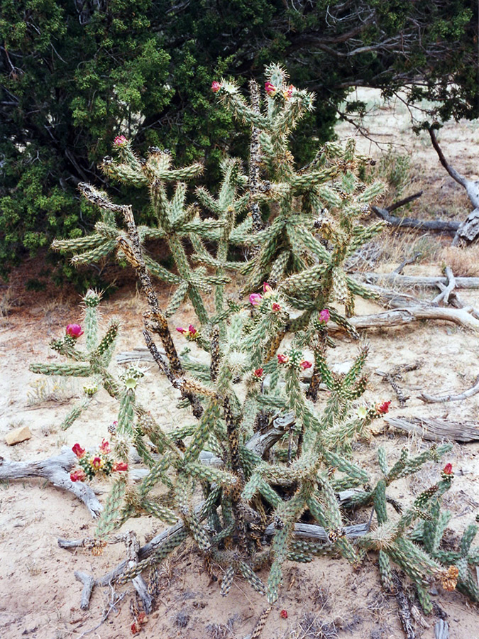 Many branches