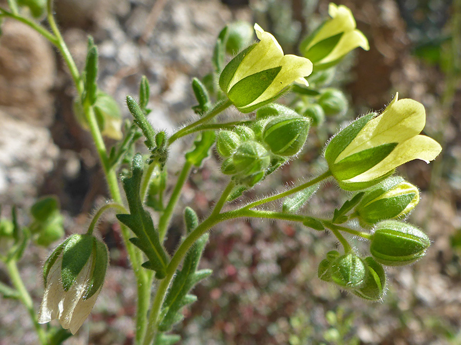 Yellow flowers and green calyces