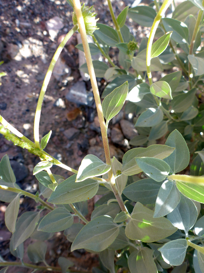 Stem and leaves